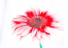 Expressionist Flowers  Red Daisy #0869
